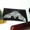 Mimas tiliae: The Lime Hawk Moth (original print)
