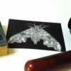 Mimas tiliae: The Lime Hawk Moth (press)